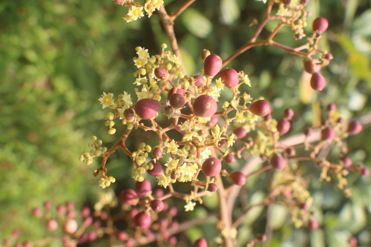 Ziziphus rugosa Lam.